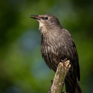 Redwell   02 06 2020   D500   Les 54.jpg